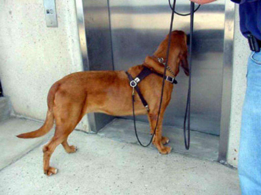 Dog Safety Tips For Escalators, Elevators, & Revolving Doors