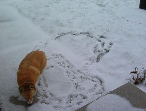 short hair | cold days | outdoor dogs |
