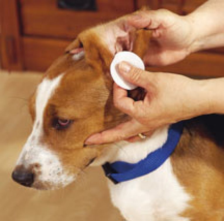 Homemade Dog Ear Cleaner [Caring For Fido's Ears At Home]