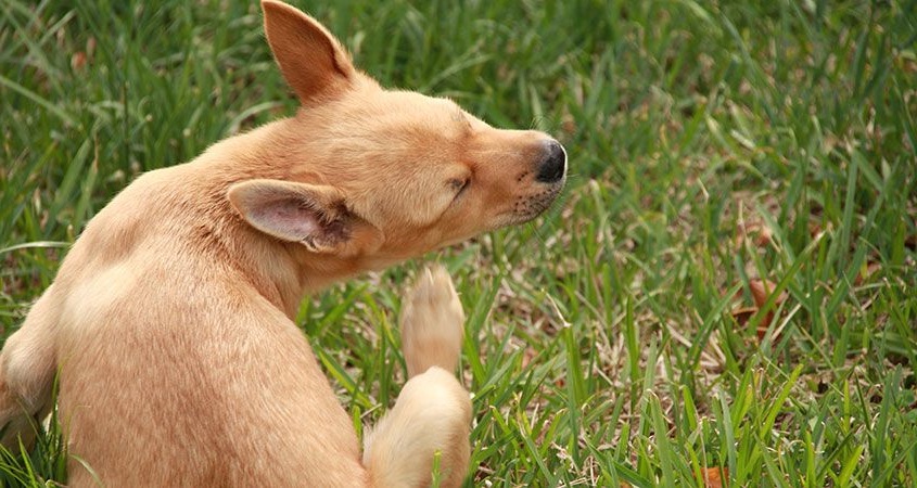 All you need to know about dog allergies