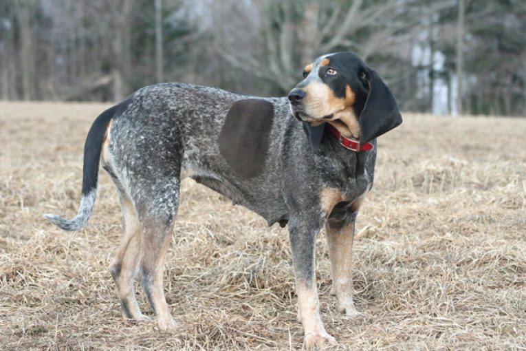 Busting Coonhound Myths: Why These Dogs Make Great House Pets