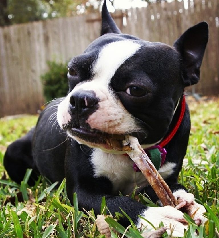 How To Stop A Dog From Chewing On Metal Crate (6 Ways To Try)