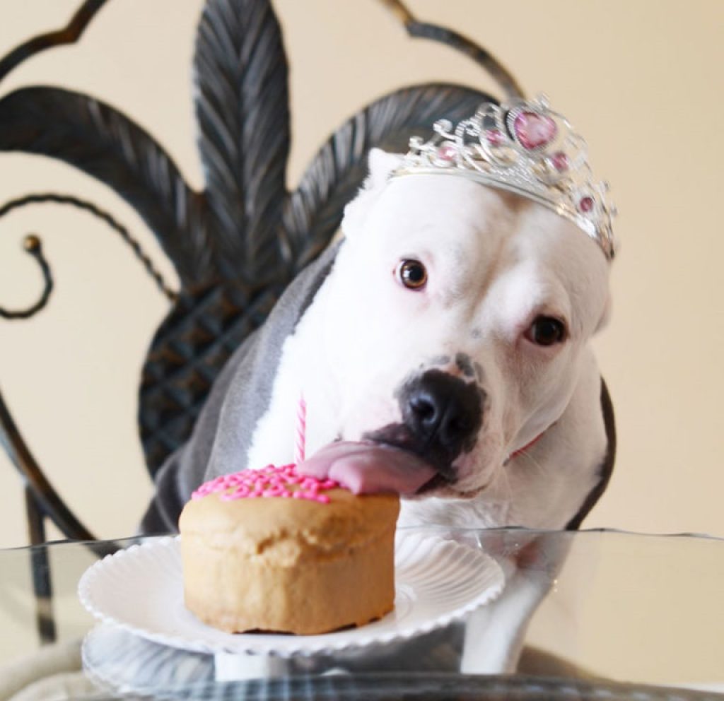 Simple And Healthy Desserts For Dogs [Homemade & AllNatural]