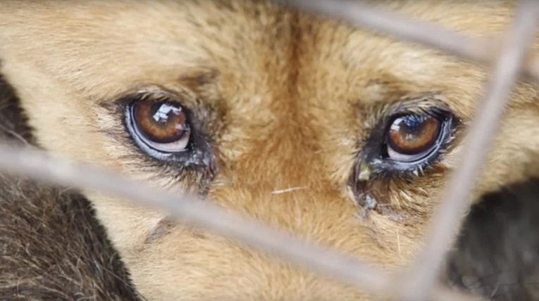 Close up image of a dog's face behind a cage.