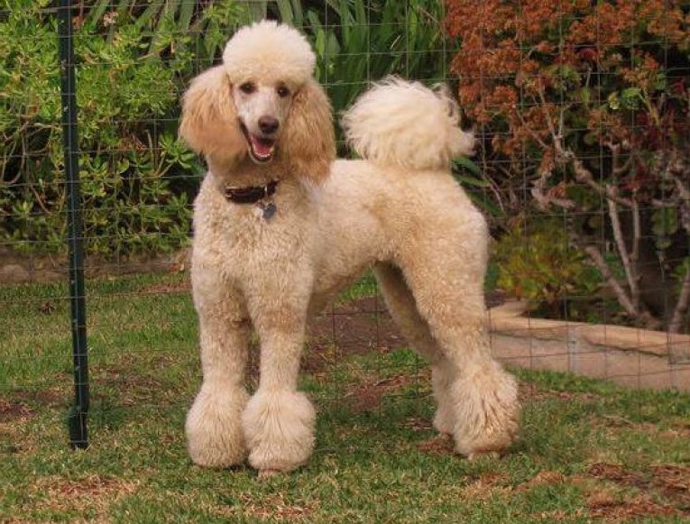 Surprise Facts About Poodle Care Tips You never knew! Read this First