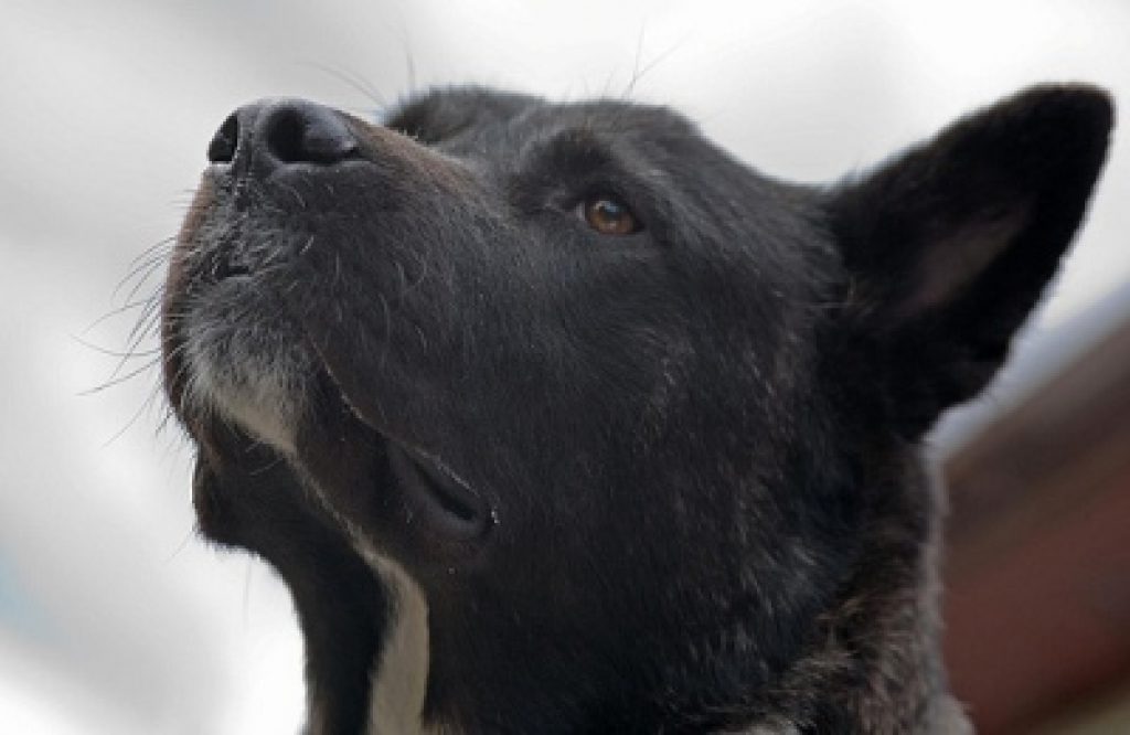 How to Treat Your Dog’s Throat Cancer