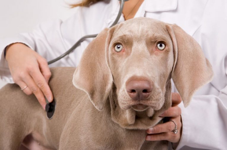 Strange Facts About Dog Blood Work What it Means for You and Your Dog