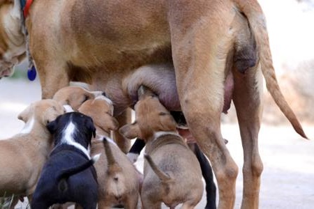 mammary tumors | canine mammary tumors