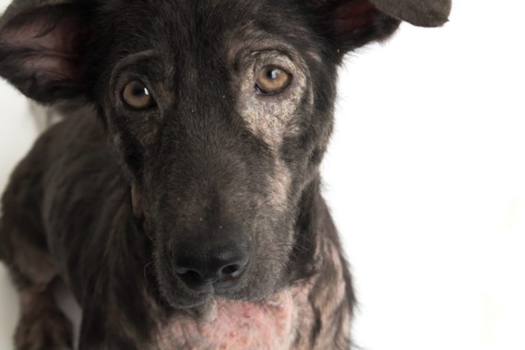 A Guide to How to Get Rid of Ringworm On Dogs at Any Age