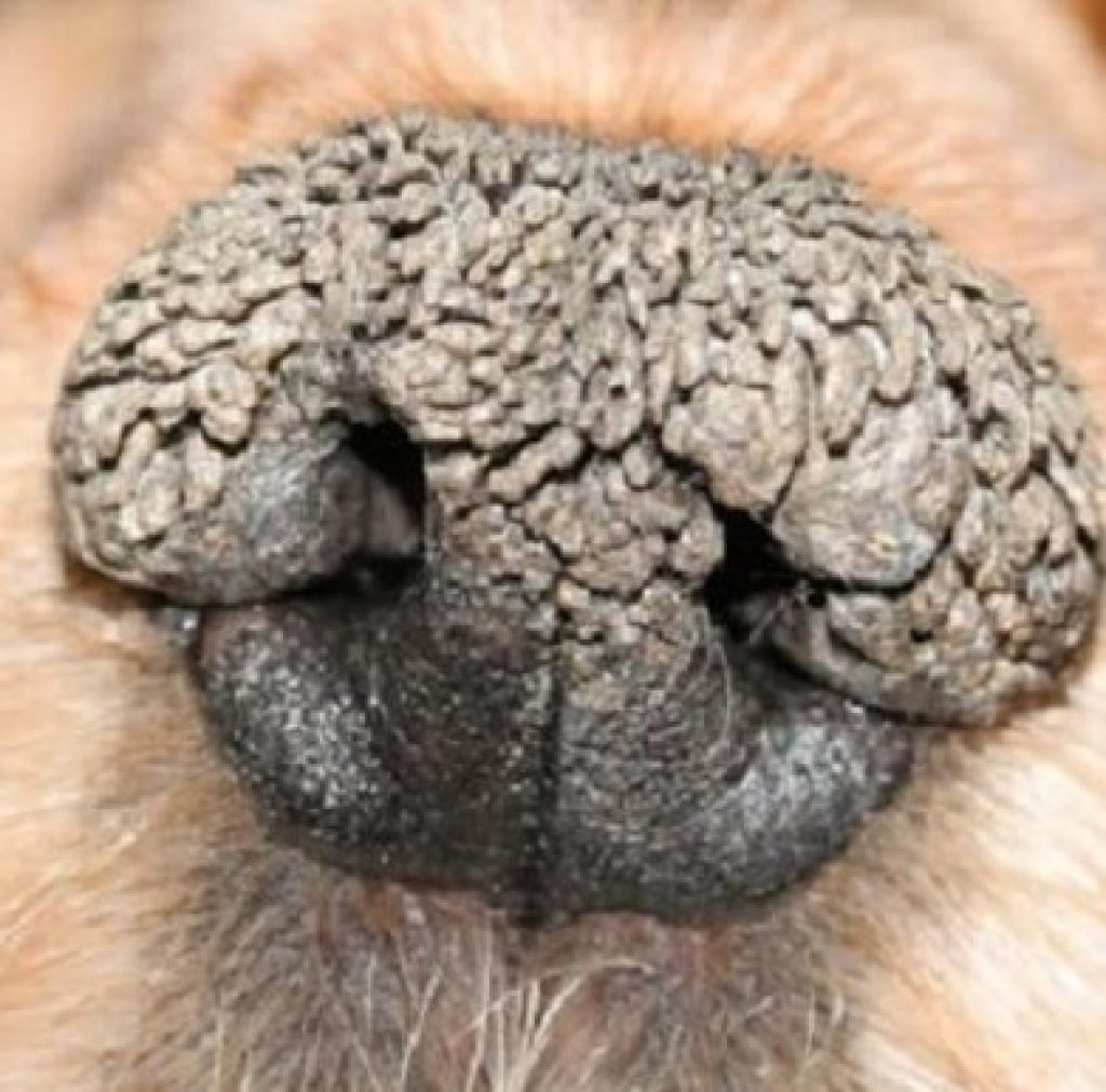 How to Treat Distemper in Dogs? Hidden Facts Revealed!