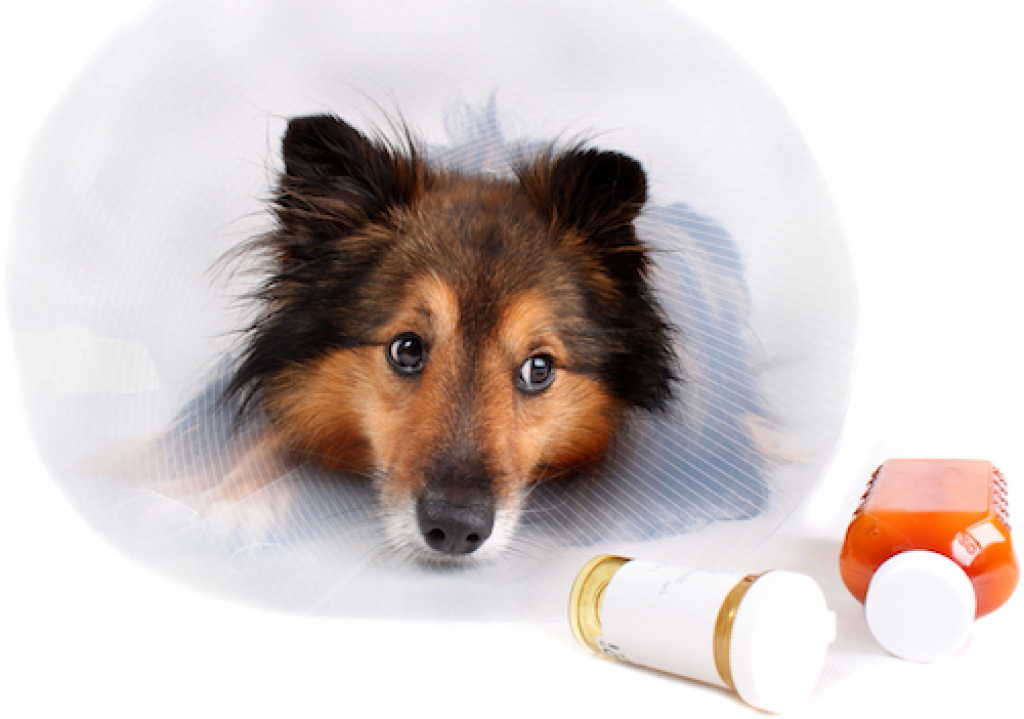 How to Give Your Dog Medication in 3 Ways
