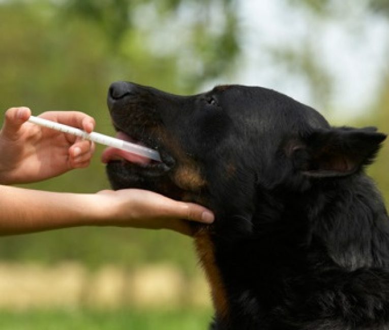 How to Give Your Dog Medication in 3 Ways
