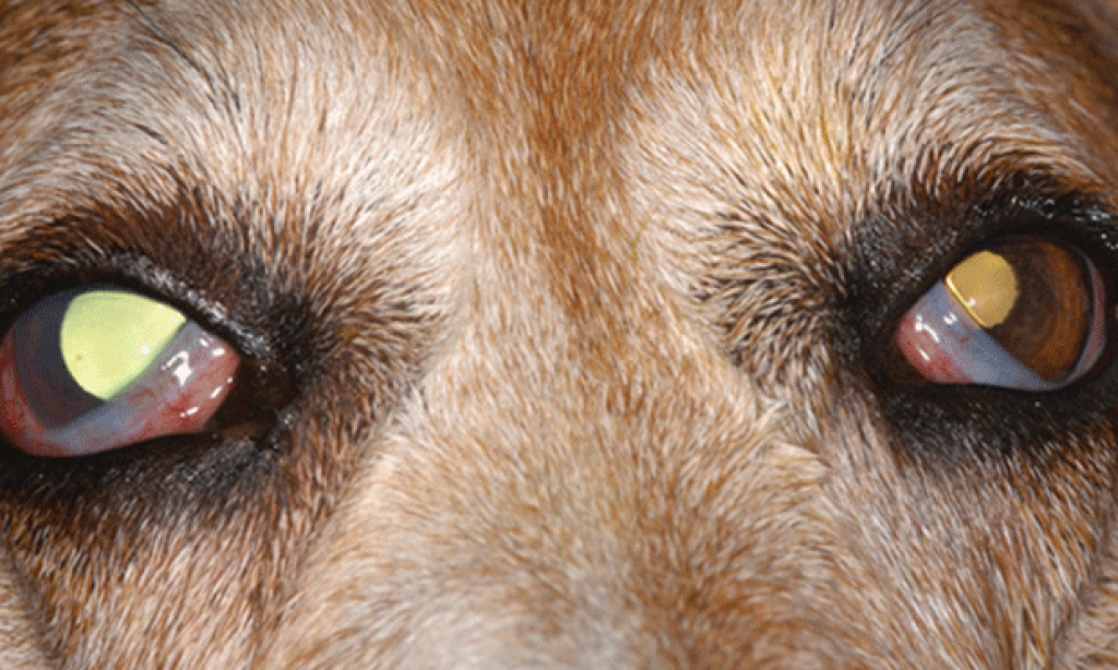 How to Prevent in Dogs? Disease Can Cause Blindness!