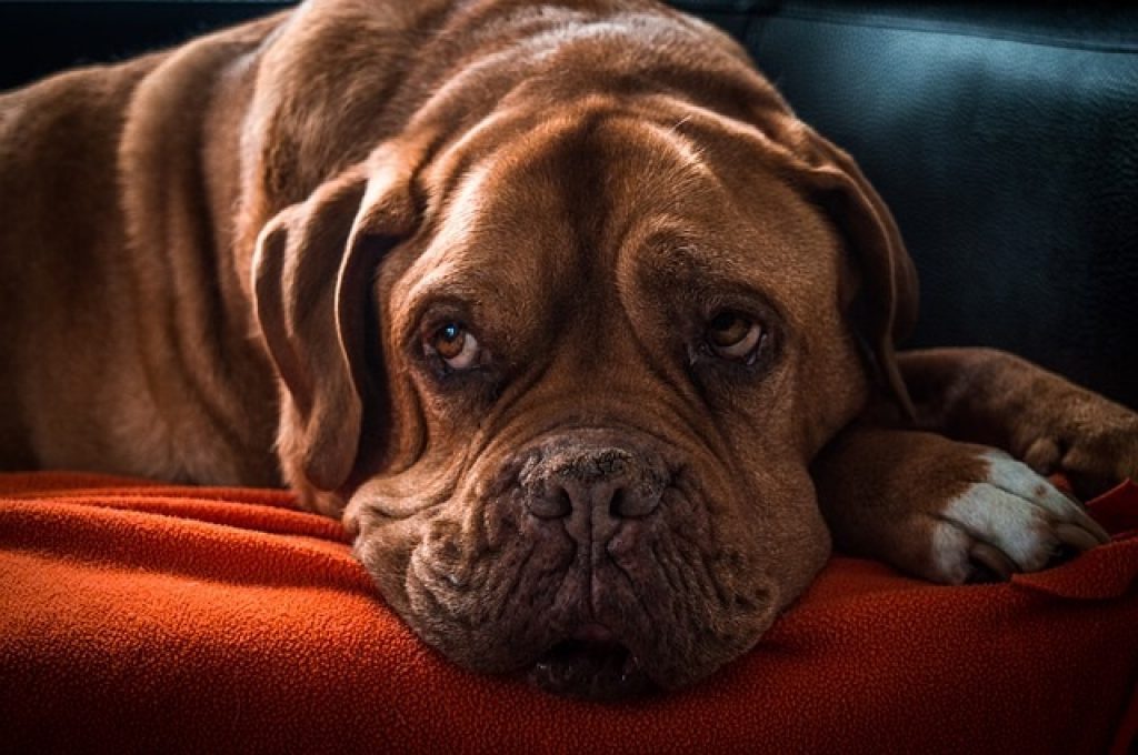 Addison's Disease in Dogs Secrets That No One Else Knows About