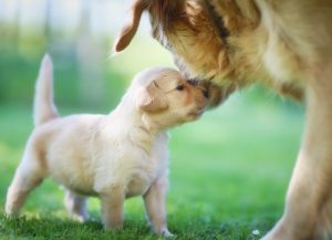 how to help a dog give birth