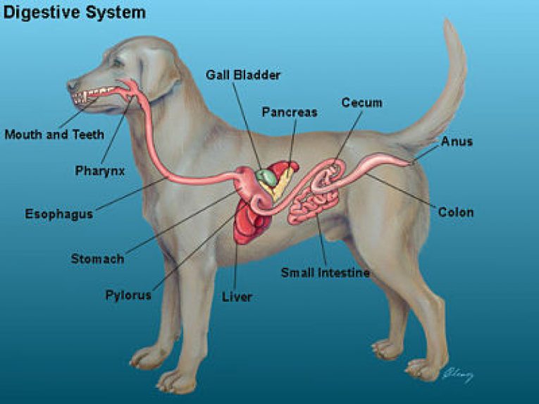 How to Recognize and Deal With Colitis in Dogs Without Big Effort!