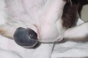 trouble giving birth |veterinary care