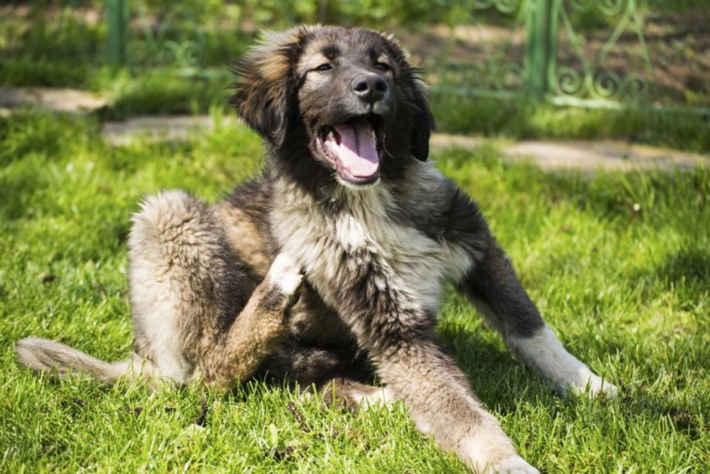 Why Does My Old Dog Smell So Bad? A Guide to Canine Odor!