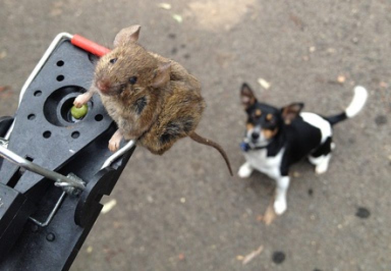 How To Treat Your Dog for Rat Poison Ingestion (FirstAid, Recovery