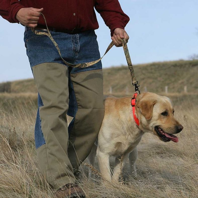 Best Dog Leashes Reviews A Guide to Choosing the Perfect Leash!