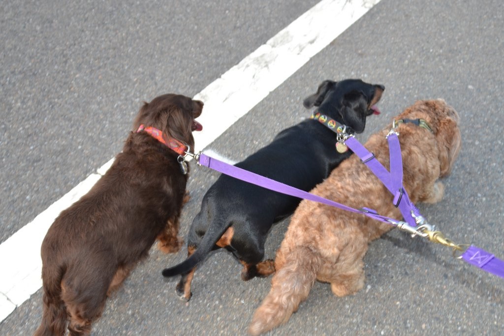 Best Dog Leashes Reviews A Guide to Choosing the Perfect Leash!