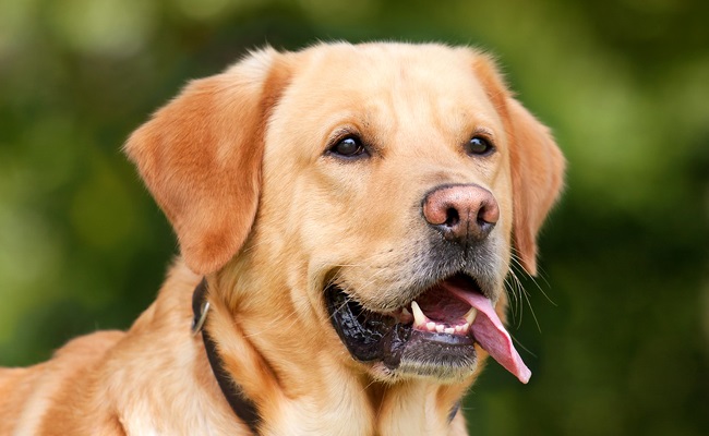 A Beautiful Labrador retriever | labrador retrievers