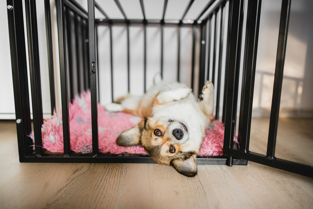How to Stop Your Dog from Whining in The Crate Solutions That Work!