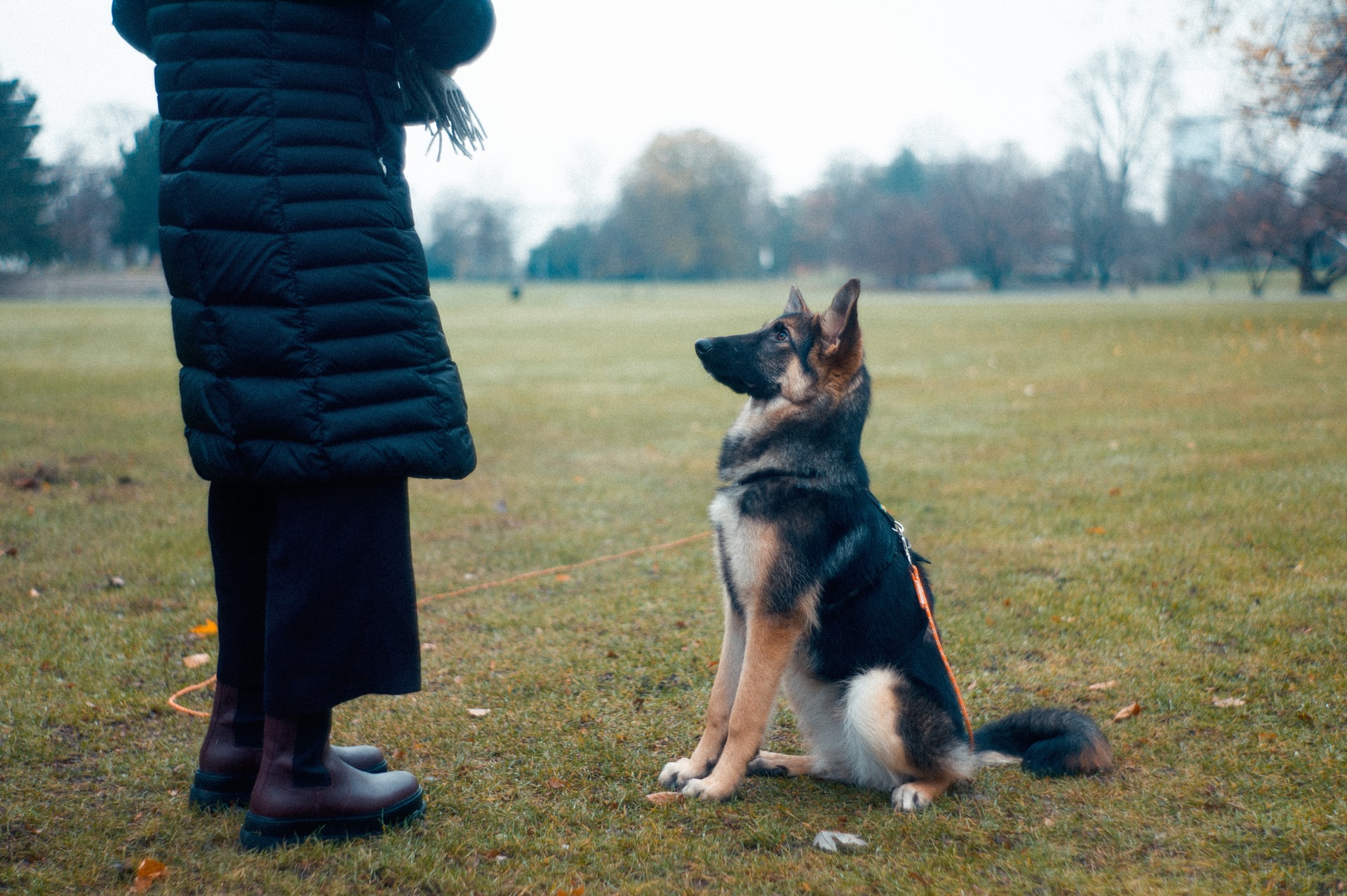 How Much Does Dog Training Cost What To Expect Budget wise 
