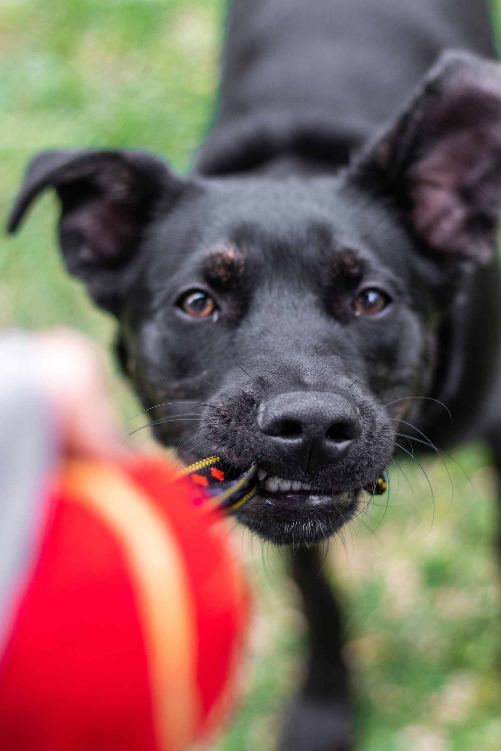 How To Sedate Your Dog For Grooming [Dos And Don'ts]