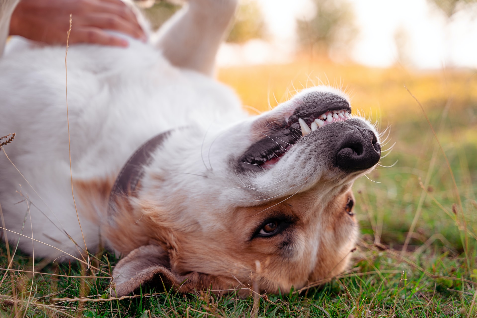 Dog Teeth Cleaning Prices [Factors And How To Mitigate Costs]