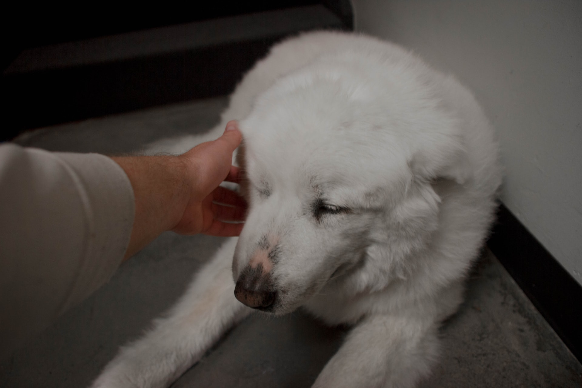 How To Sedate Your Dog For Grooming [Dos And Don'ts]