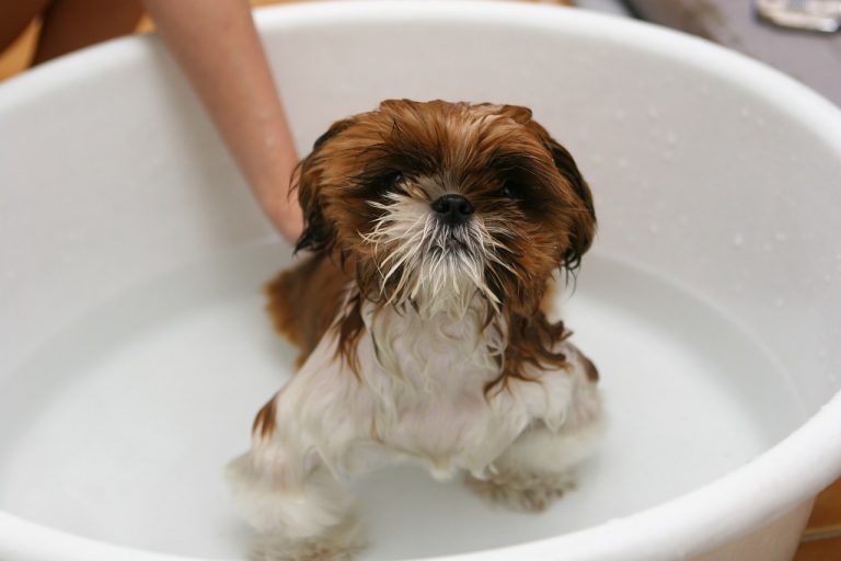 Not Sure How To Bathe A Puppy? Here's A StepByStep Guide