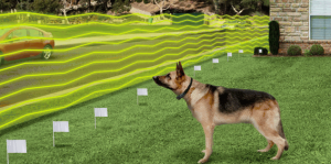 How Much Does An Invisible Fence Cost? Here's A Price Guide