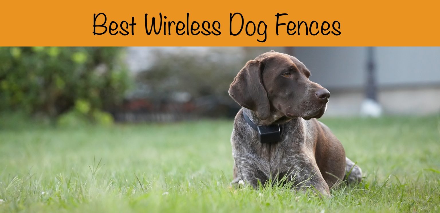 Best Wireless Dog Fence Reviews Top 9 Invisible fences for 2023