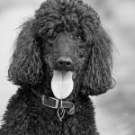 Poodle.