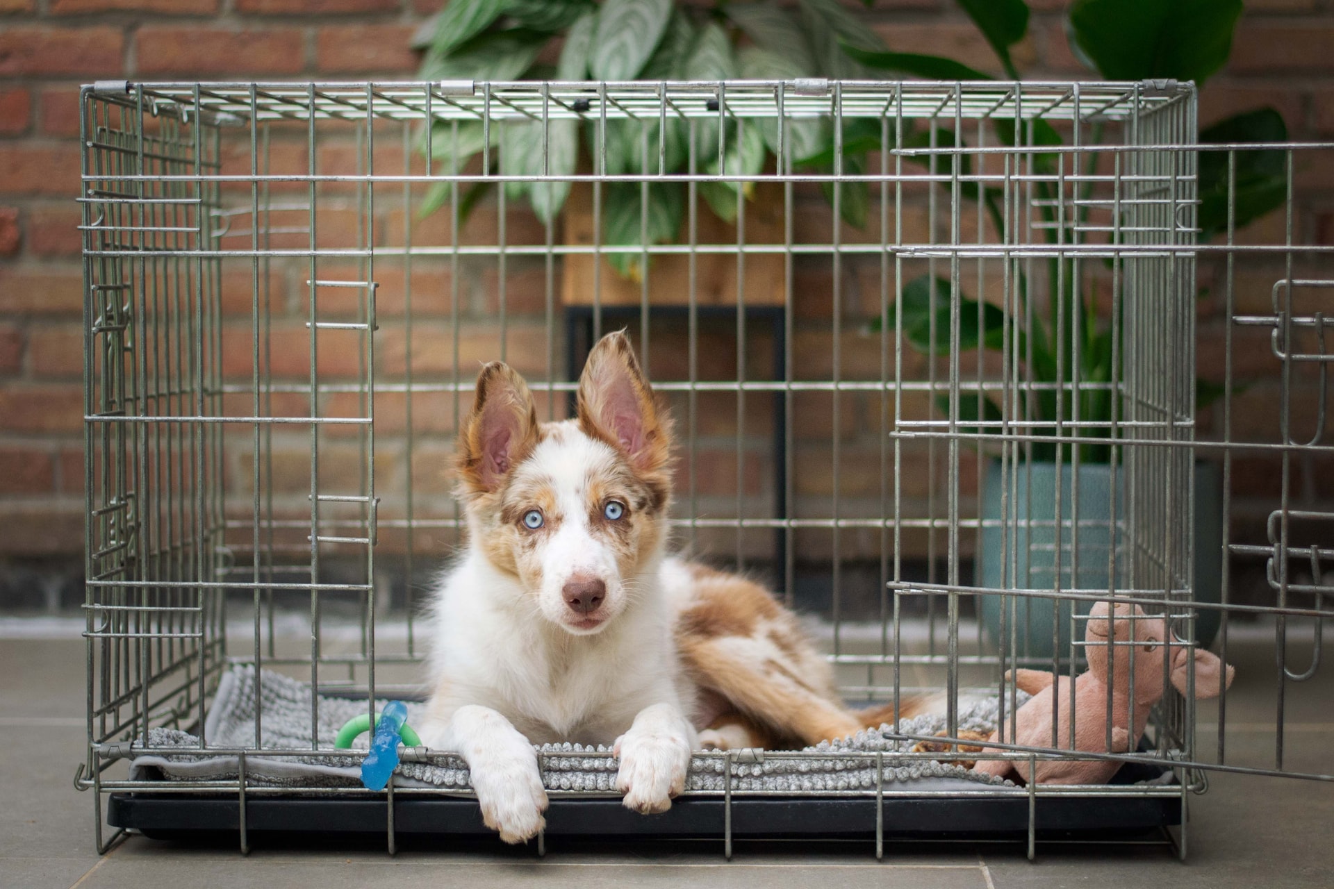 How To Fold A Dog Crate [3 Easy Steps]