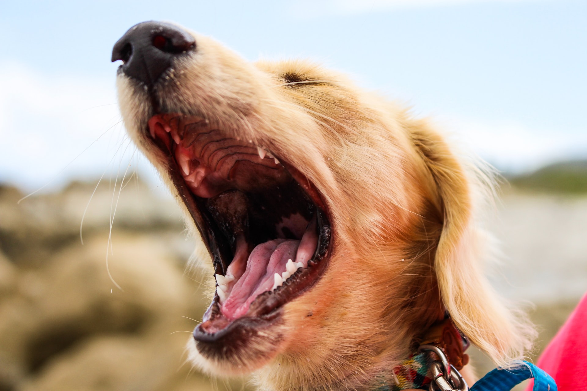 Homemade Dog Breath Spray (4 Effective Recipes To Try)