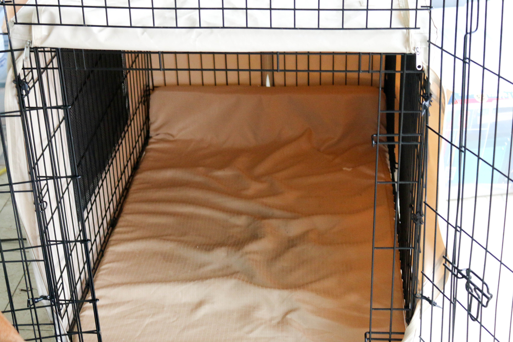 How To Crate Train An Older Dog With Separation Anxiety [4 Steps]