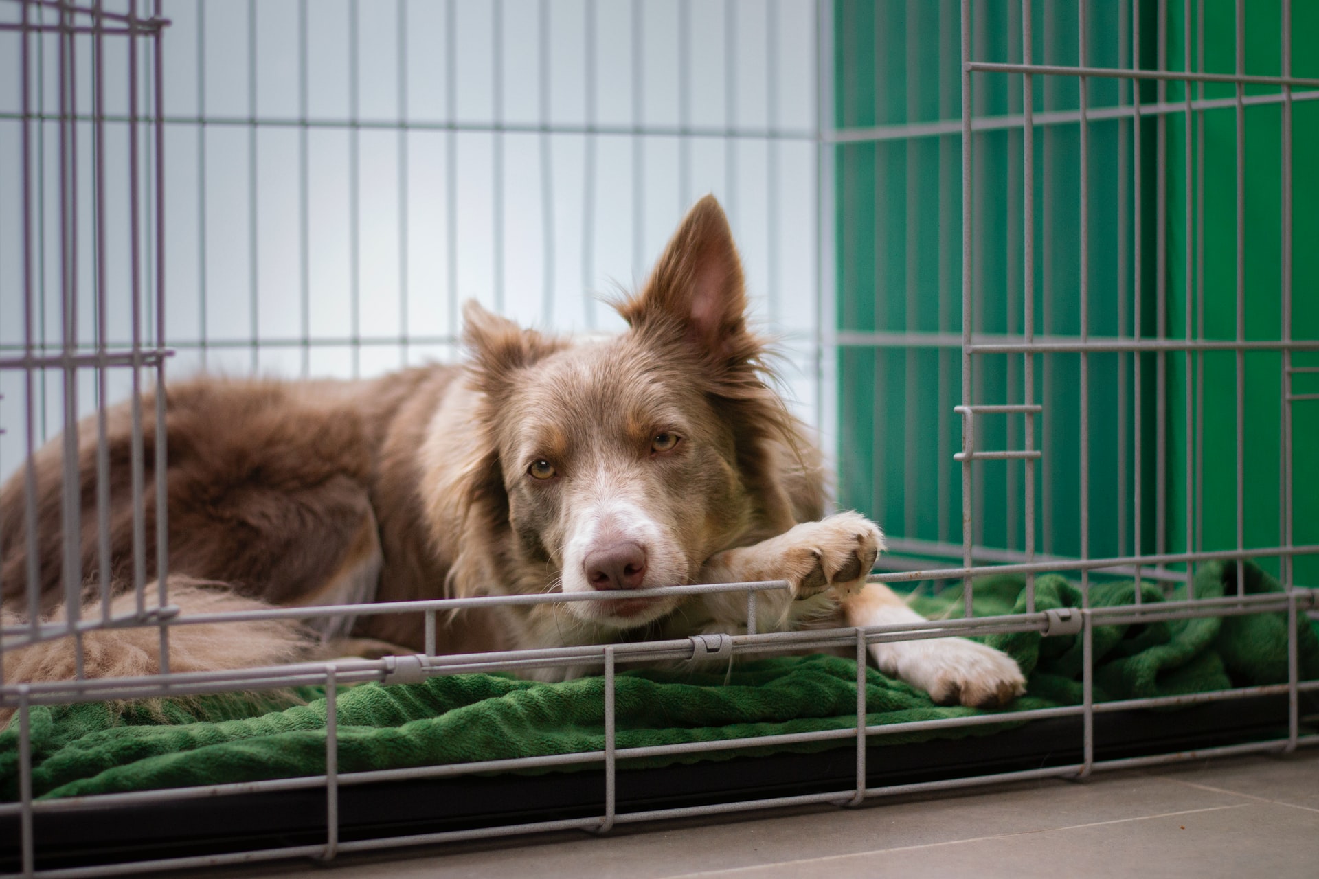 How To Make A Dog Crate Divider [And Why You Need It]