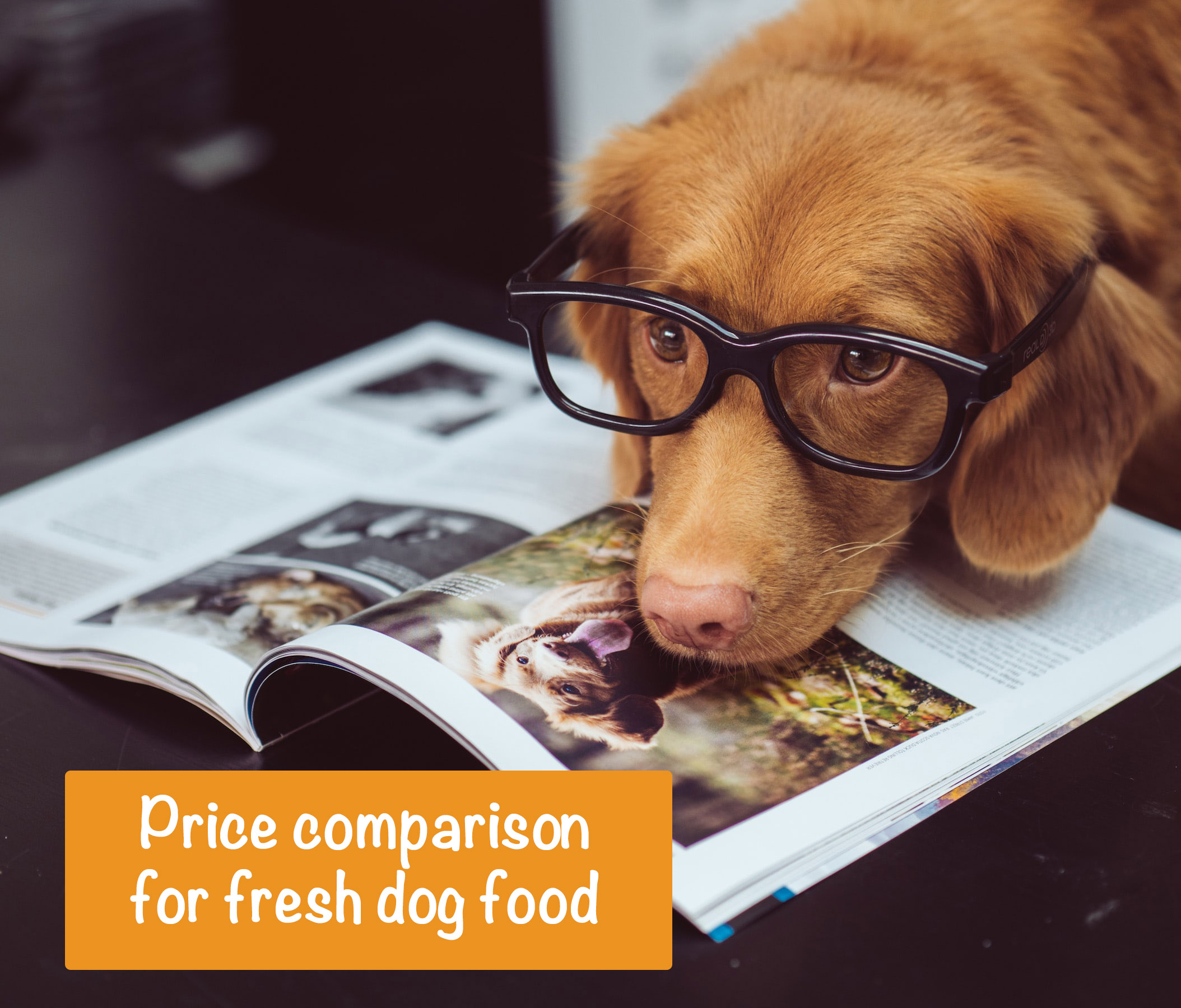 Fresh Dog Food Price Comparison [4 Brands & What They Cost]