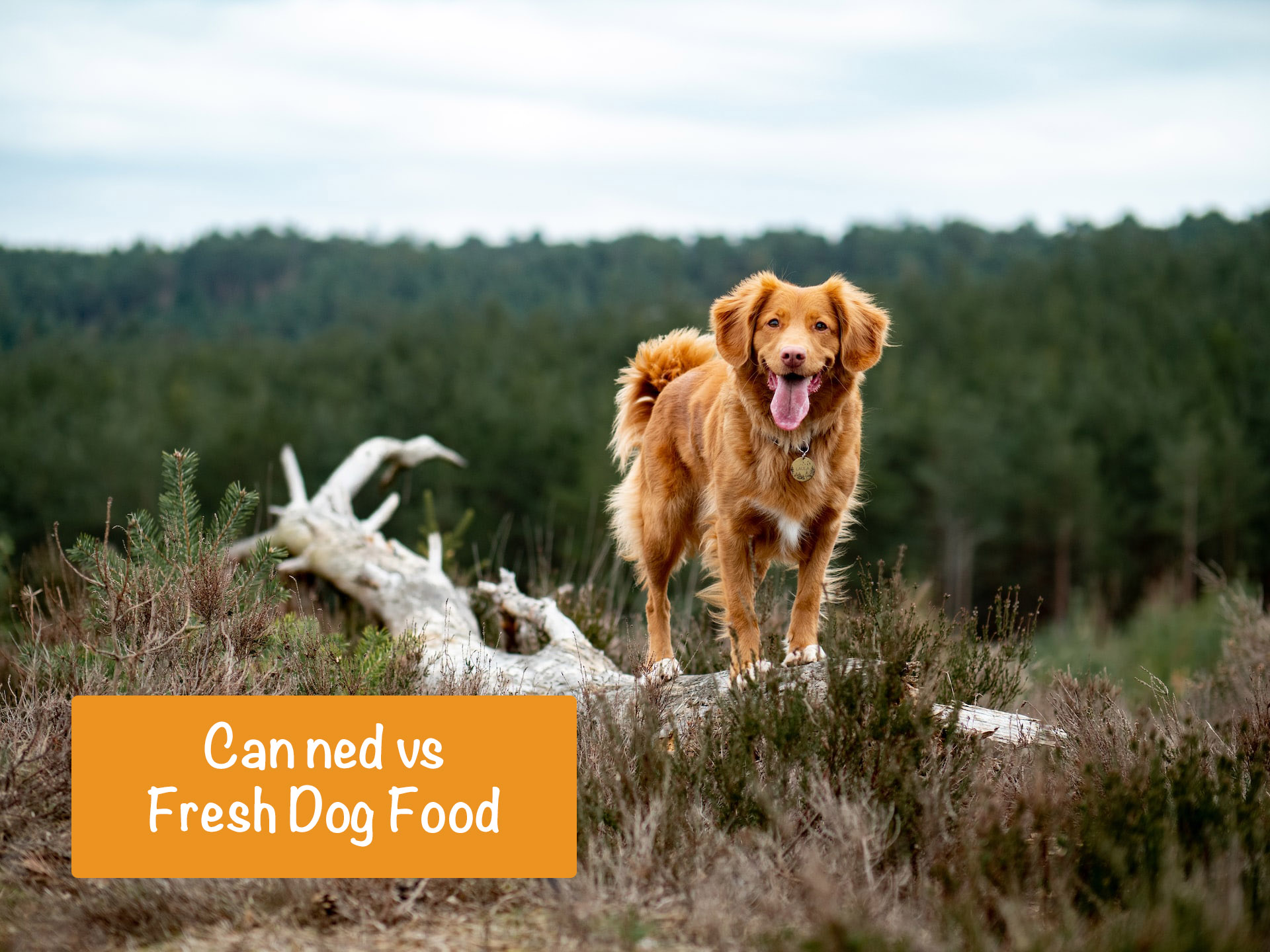 Canned vs Fresh Dog Food [Review The Pros & Cons]