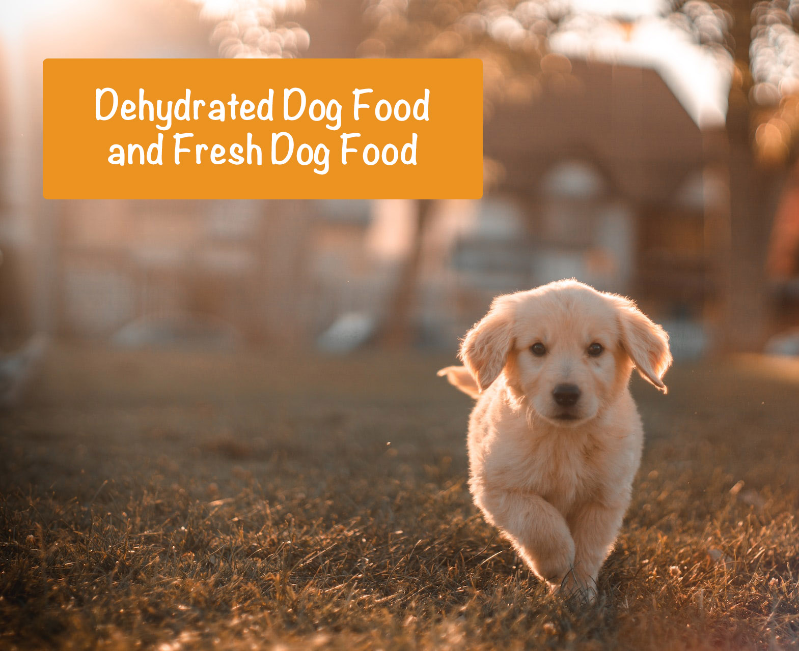 Dehydrated Dog Food vs Fresh Food [Explore The Pros & Cons]