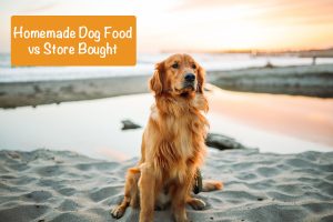 the dog sits on the lush coast